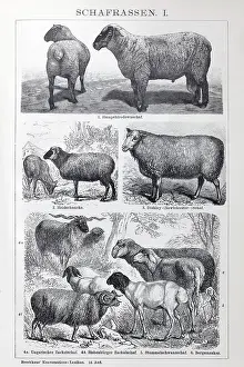Sheep breeds, Hampshire Down, Heidschnucke moorland sheep