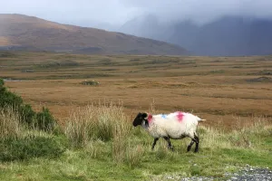 Sheep in Connemara National Park