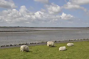 Sheep, dike, North Sea, Husum, North Frisia