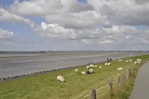 Sheep, dike, North Sea, Husum, North Frisia