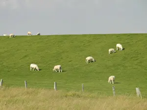 Sheep, dike, North Sea, northern Germany