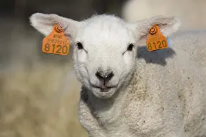 Sheep, domestic sheep, domesticated mouflon