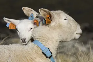 Sheep, domestic sheep, domesticated mouflon