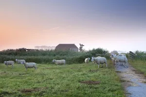 Sheep on Dutch farmland by farmhouse in sunrise