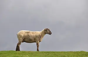 Sheep on the dyke of the Elbe river at Kollmar