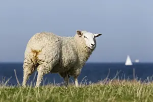 Sheep on a dyke, Fehmarnsund, Fehmarn