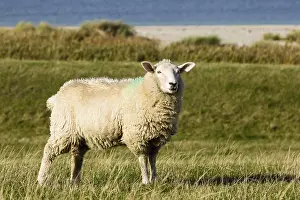 Sheep on a dyke, Fehmarnsund, Fehmarn