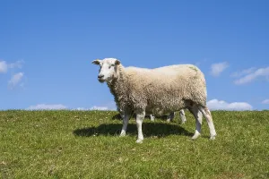 Sheep on the dyke, Pellworm Island