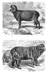 Sheep, Elektoral breed Merino sheep at the top