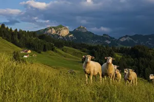 Sheep, Faehnerenspitz, sunset, view of the Alpstein massif with the Hohen Kasten
