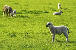 Sheep and farm in Lake District National Park
