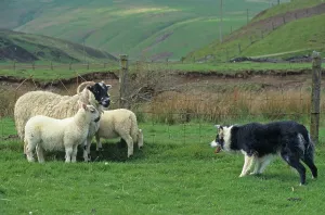 Sheep farming, Border Collie with Scottish Blackface ewe and lambs