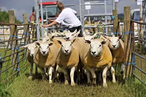 Sheep farming, ewes being moved to auction ring at sale