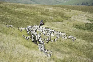 Sheep farming, farmer on quadbike