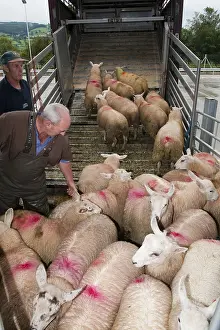 Sheep farming, sheep flock being loaded onto wagon at market