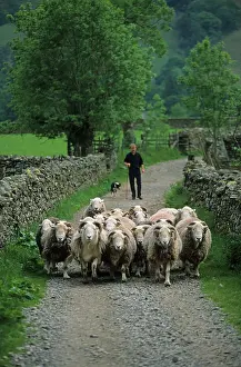 Sheep farming, shepherd with Border Collie