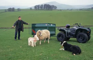 Sheep farming, shepherd with Border Collie