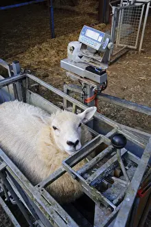 Sheep farming, weighing lambs in weighing boxes
