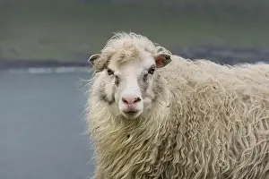Sheep, Faroe Islands, Denmark, Europe