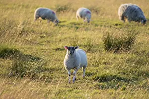 Sheep in a feild as the sun goes down