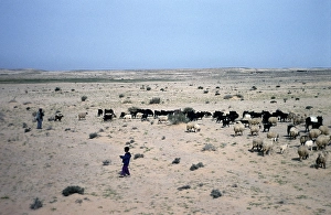 Sheep and goats grazing in the desert with their shepherds, Yemen, 1998, Asia