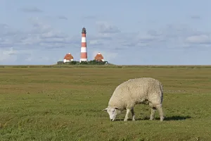 Sheep graze on salt marshes, behind Westerhever lighthouse