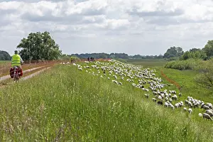 Sheep grazing on the dyke, cyclist