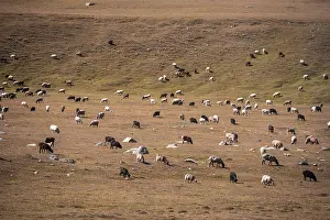 Sheep grazing in a meadow, mountain landscape