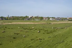 Sheep grazing in the meadows, Dockkoog