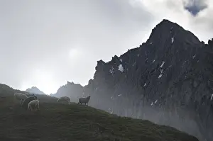 Sheep grazing on a mountain meadow