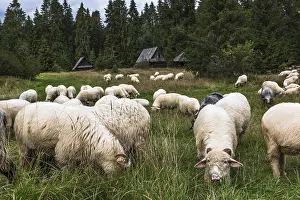 Sheep grazing in old traditional village in carpathian mountains