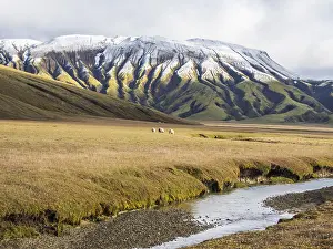 Category Mountain Landscapes Prints: Sheep grazing in the open landscape