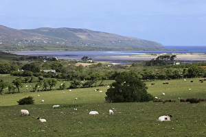 Sheep grazing on pasture, Brandon Bay