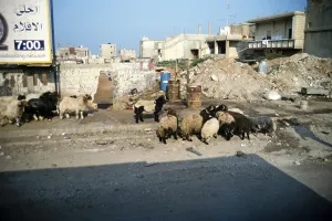 Sheep grazing on the rubble-strewn streets of Beirut, Lebanon, 1998, Asia