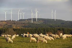 Sheep grazing in front of wind turbines in Waigandshain