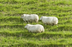 Sheep on a green meadow, Iceland, Europe