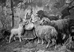 Sheep harassing a girl who has food in her apron