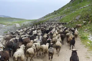 Sheep herd moving along Tosor Pass
