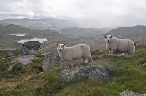 Sheep in the highlands, Telemark, Norway