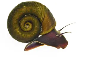 Sheep horn snail (Planorbis planorbis) adult