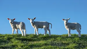 Sheep on the Hunte dyke, Lamm, Elsfleth