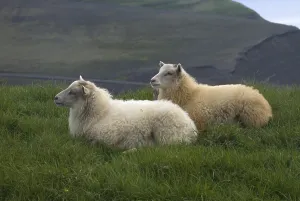 Sheep in Iceland