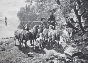 Sheep on Lake Constance, Germany
