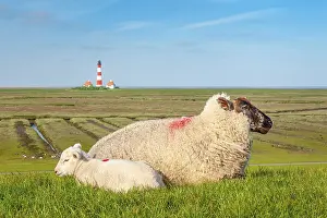 Sheep and lamb lying on a dyke at the North Sea
