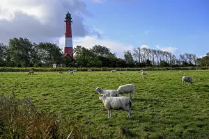 Sheep in front of the lighthouse from 1906