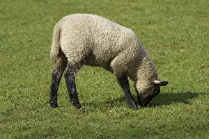 Sheep in a meadow grazing in natural environment