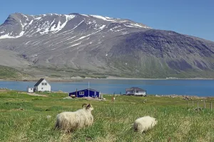 Sheep in a meadow, houses on a fjord in a barren landscape