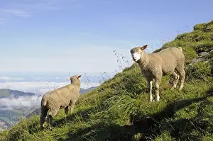 Sheep, mountain, mountains, mountains