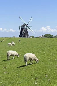 Sheep and Nordermuehle windmill