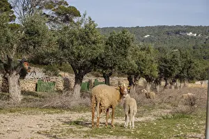 Sheep in an olive grove, Formentera
